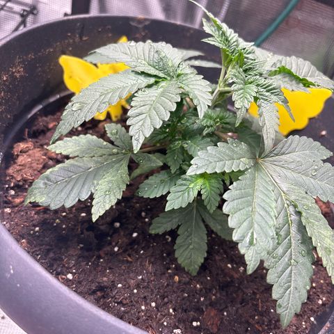 Petree growlog photo: Introduced nutrients 
