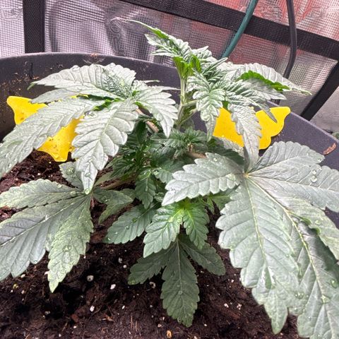 Petree growlog photo: Introduced nutrients 