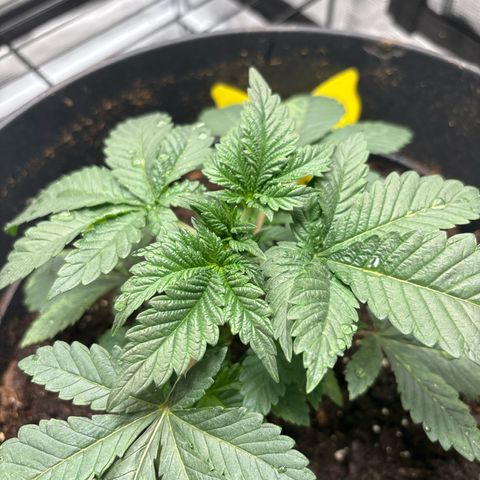 Petree growlog photo: Introduced nutrients 