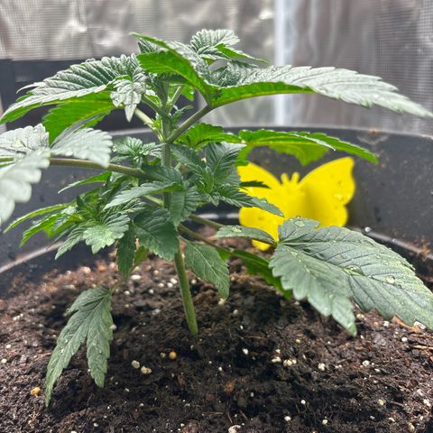 Petree growlog photo: Introduced nutrients 