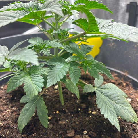 Petree growlog photo: Shot up over two days from nutrients 