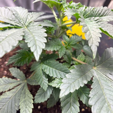 Petree growlog photo: Shot up over two days from nutrients 