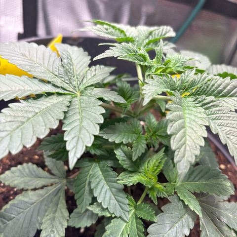 Petree growlog photo: Shot up over two days from nutrients 