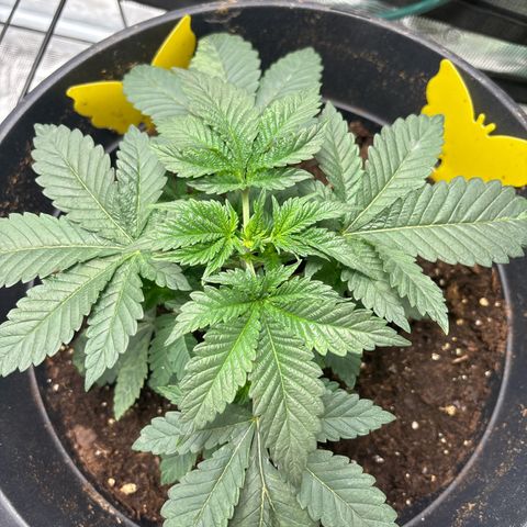 Petree growlog photo: Shot up over two days from nutrients 