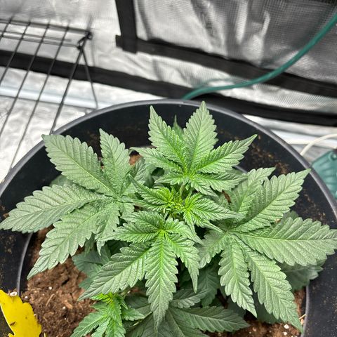 Petree growlog photo:  Repositioned a few of the leafs so better sunlight will hit where the multiple colas are 