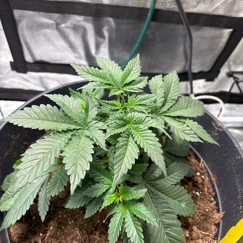 Petree growlog photo:  Repositioned a few of the leafs so better sunlight will hit where the multiple colas are 