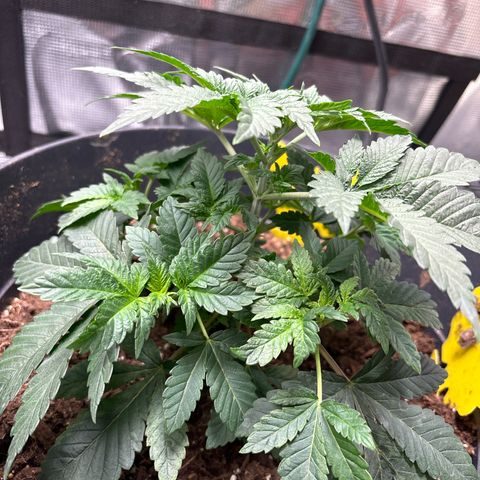 Petree growlog photo:  Repositioned a few of the leafs so better sunlight will hit where the multiple colas are 