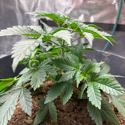 Petree growlog photo:  Repositioned a few of the leafs so better sunlight will hit where the multiple colas are 
