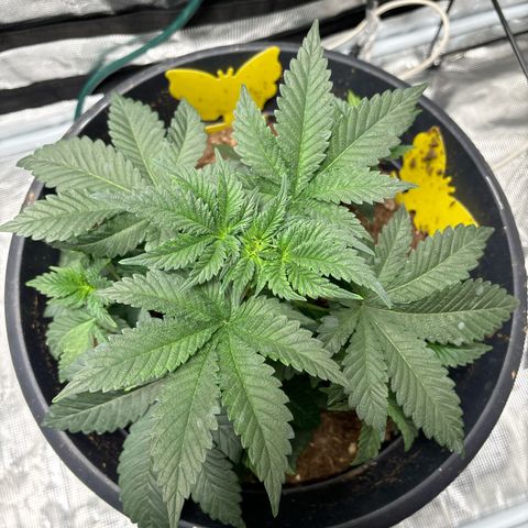 Petree growlog photo: Thriving today!!