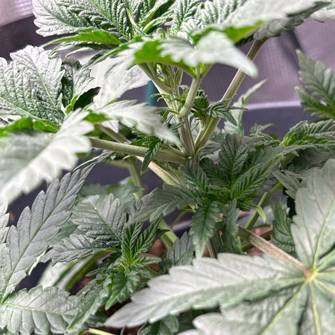 Petree growlog photo: Thriving today!!