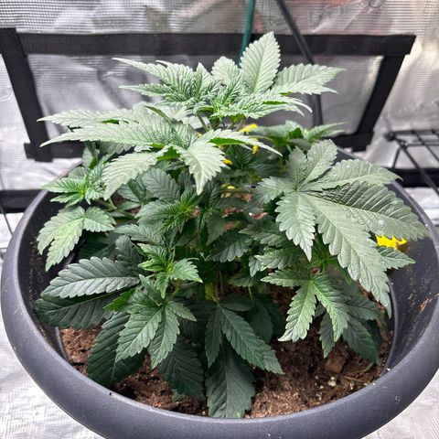 Petree growlog photo: Thriving today!!