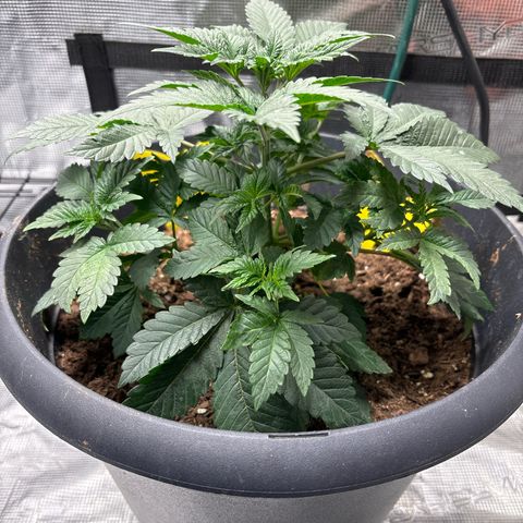 Petree growlog photo: Thriving today!!