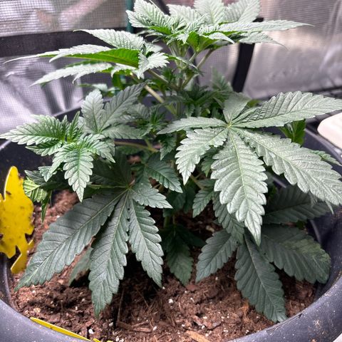 Petree growlog photo: Thriving today!!