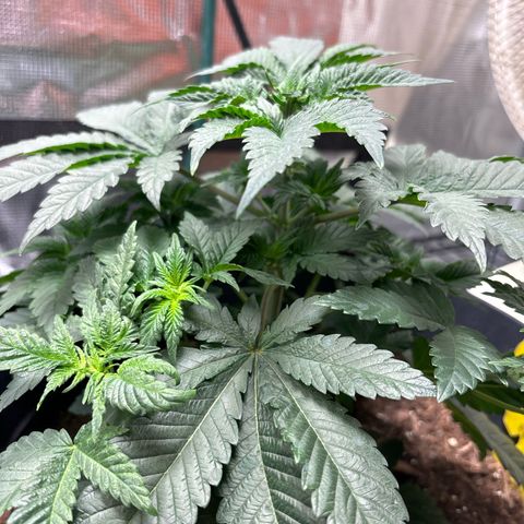 Petree growlog photo: Amazing progress every other day I look. 