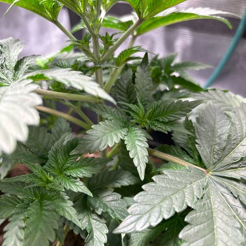 Petree growlog photo: Amazing progress every other day I look. 