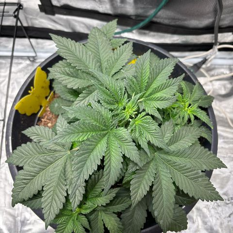 Petree growlog photo: Amazing progress every other day I look. 