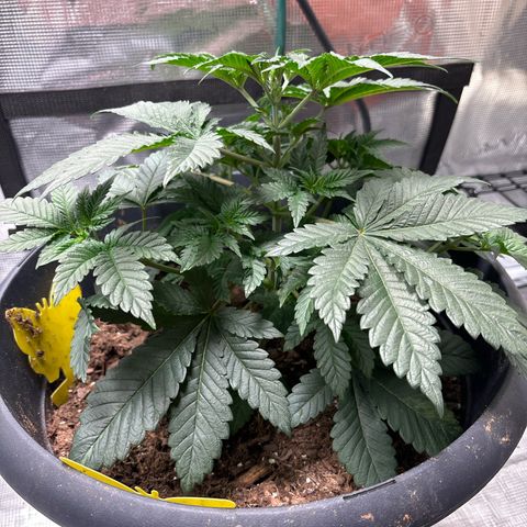 Petree growlog photo: Amazing progress every other day I look. 