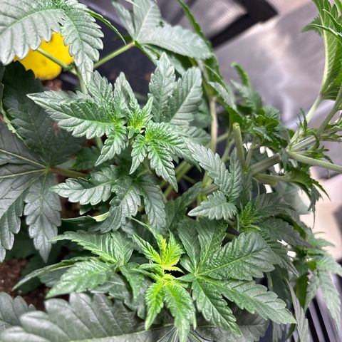 Petree growlog timeline photo