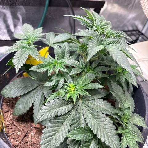 Petree growlog photo: After being clipped 