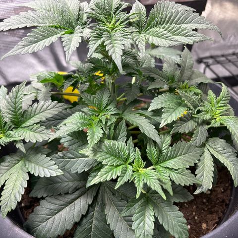 Petree growlog timeline photo