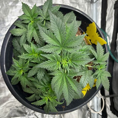 Petree growlog timeline photo