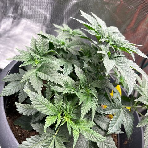 Petree growlog photo: Plant is showing not harm from clipping the blades. 4 more days till I clip the top blades. All places for colas are extending outward and reaching for the light