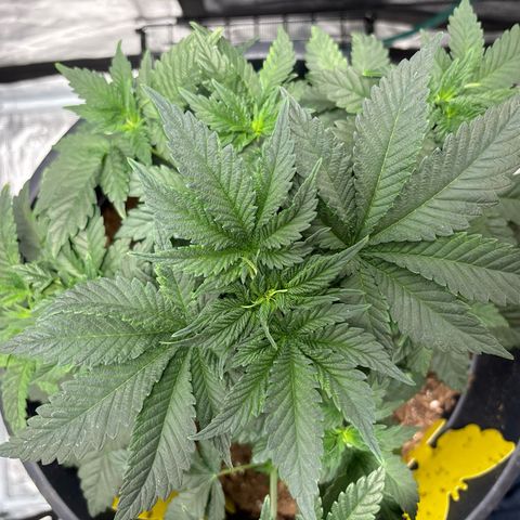 Petree growlog photo: Plant is showing not harm from clipping the blades. 4 more days till I clip the top blades. All places for colas are extending outward and reaching for the light