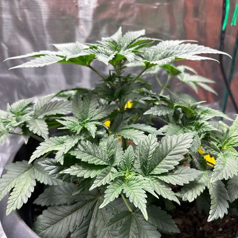 Petree growlog photo: Plant is showing not harm from clipping the blades. 4 more days till I clip the top blades. All places for colas are extending outward and reaching for the light