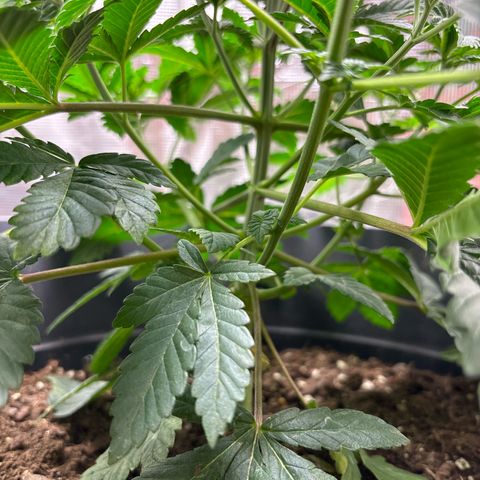 Petree growlog photo: Plant is showing not harm from clipping the blades. 4 more days till I clip the top blades. All places for colas are extending outward and reaching for the light