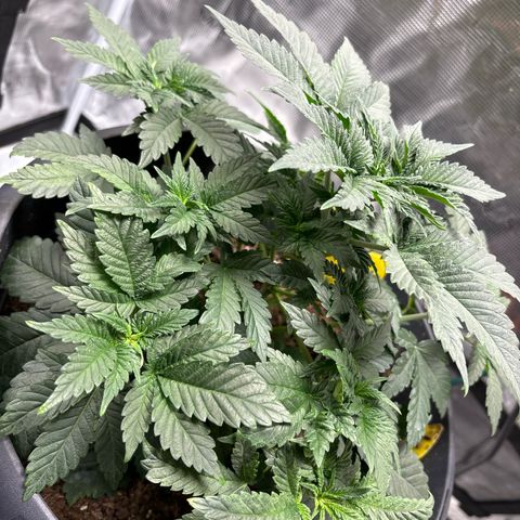 Petree growlog photo: Plant is showing not harm from clipping the blades. 4 more days till I clip the top blades. All places for colas are extending outward and reaching for the light