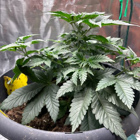Petree growlog photo: Plant is showing not harm from clipping the blades. 4 more days till I clip the top blades. All places for colas are extending outward and reaching for the light