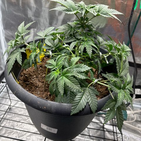 Petree growlog photo: Began training the limbs to start to make the deck also trimmed big blade leaves off. 