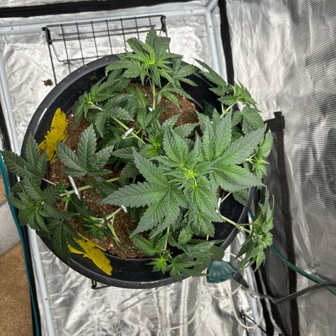 Petree growlog timeline photo