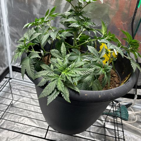 Petree growlog photo: Began training the limbs to start to make the deck also trimmed big blade leaves off. 