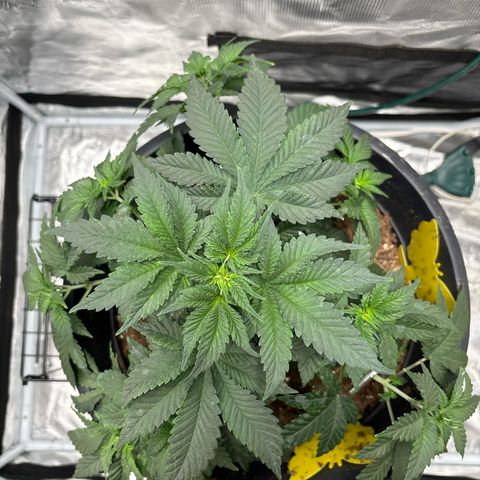 Petree growlog photo: Began training the limbs to start to make the deck also trimmed big blade leaves off. 