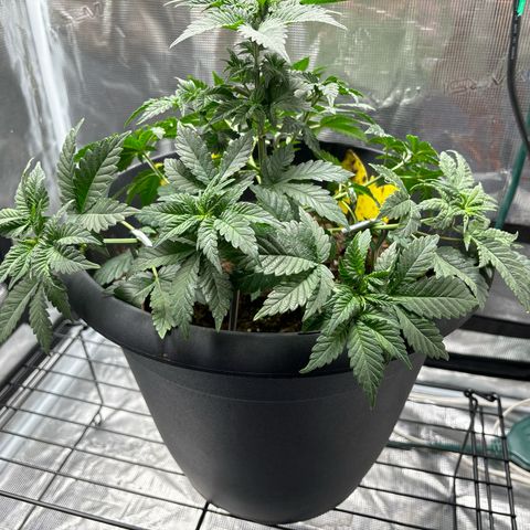 Petree growlog photo: Began training the limbs to start to make the deck also trimmed big blade leaves off. 