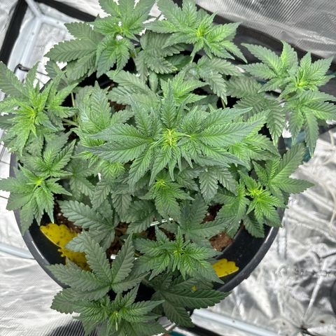 Petree growlog photo: One day after beginning training and all of the branches have already curved upward towards the light and all cola spots are getting the same light