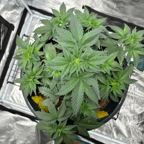 Petree growlog photo: One day after beginning training and all of the branches have already curved upward towards the light and all cola spots are getting the same light