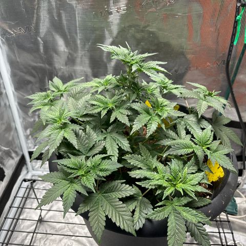Petree growlog photo: One day after beginning training and all of the branches have already curved upward towards the light and all cola spots are getting the same light