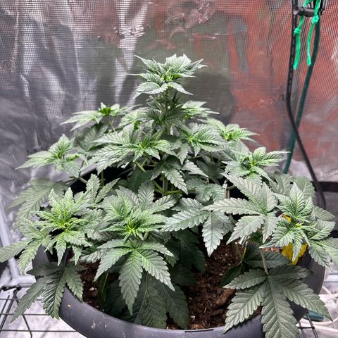 Petree growlog photo: One day after beginning training and all of the branches have already curved upward towards the light and all cola spots are getting the same light