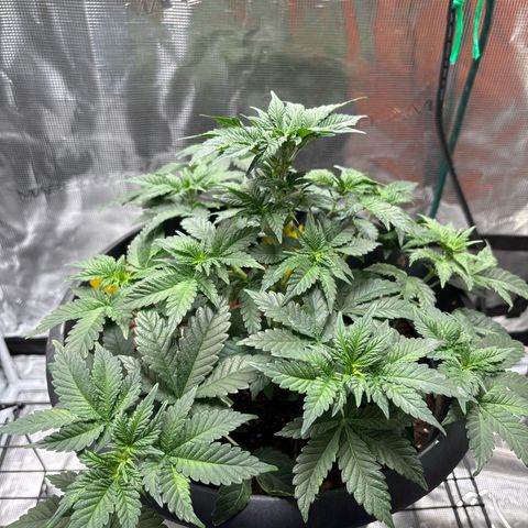 Petree growlog photo: One day after beginning training and all of the branches have already curved upward towards the light and all cola spots are getting the same light