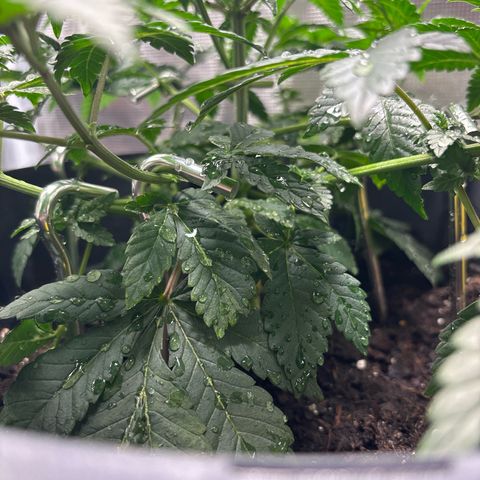 Petree growlog photo: Training is going well! All colas are starting to make the decking
