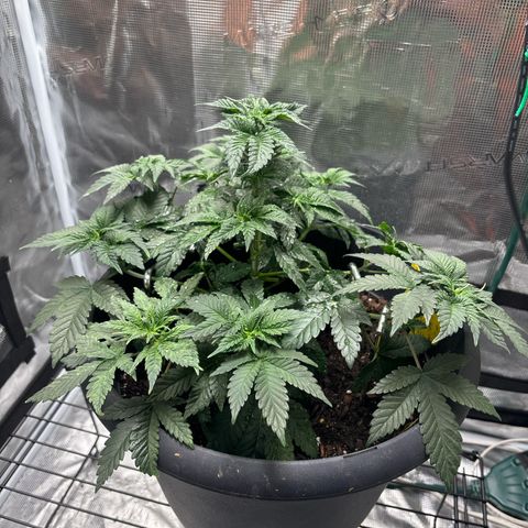 Petree growlog photo: Training is going well! All colas are starting to make the decking
