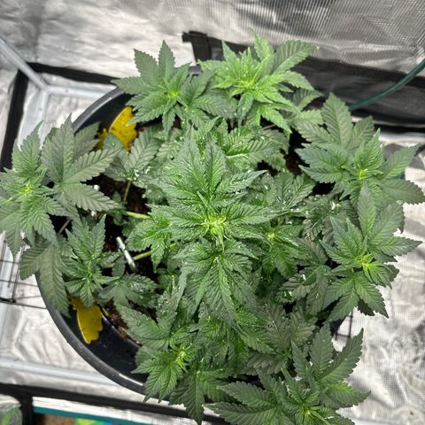 Petree growlog photo: Training is going well! All colas are starting to make the decking