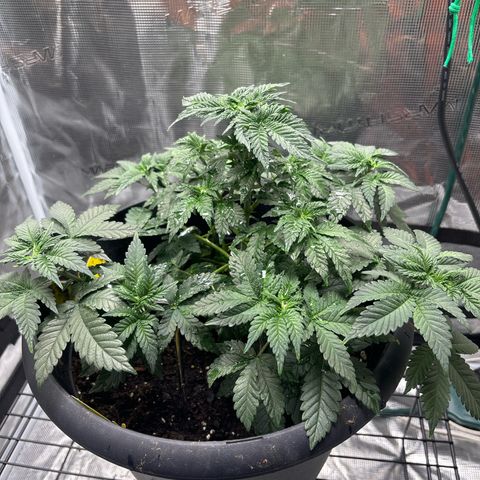 Petree growlog photo: Training is going well! All colas are starting to make the decking