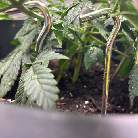 Petree growlog photo: Training is going well! All colas are starting to make the decking