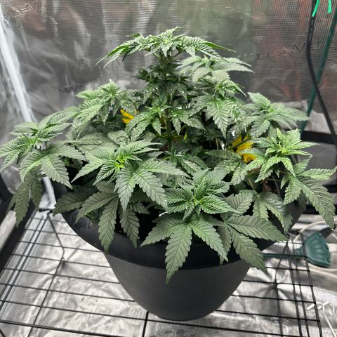 Petree growlog photo: Training is going well! All colas are starting to make the decking