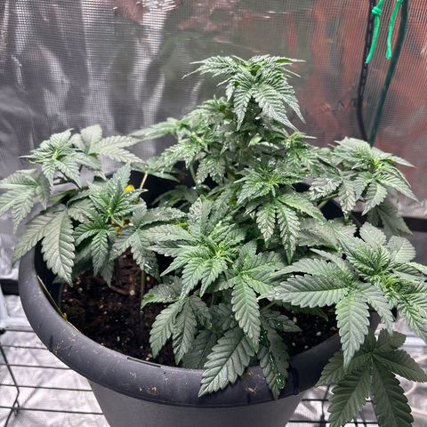 Petree growlog photo: Training is going well! All colas are starting to make the decking