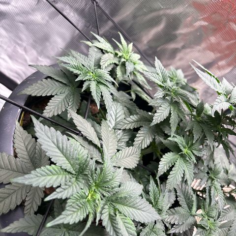 Petree growlog photo: Plant is looking wonderful and is growing fast