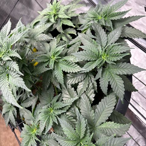 Petree growlog photo: Plant is looking wonderful and is growing fast